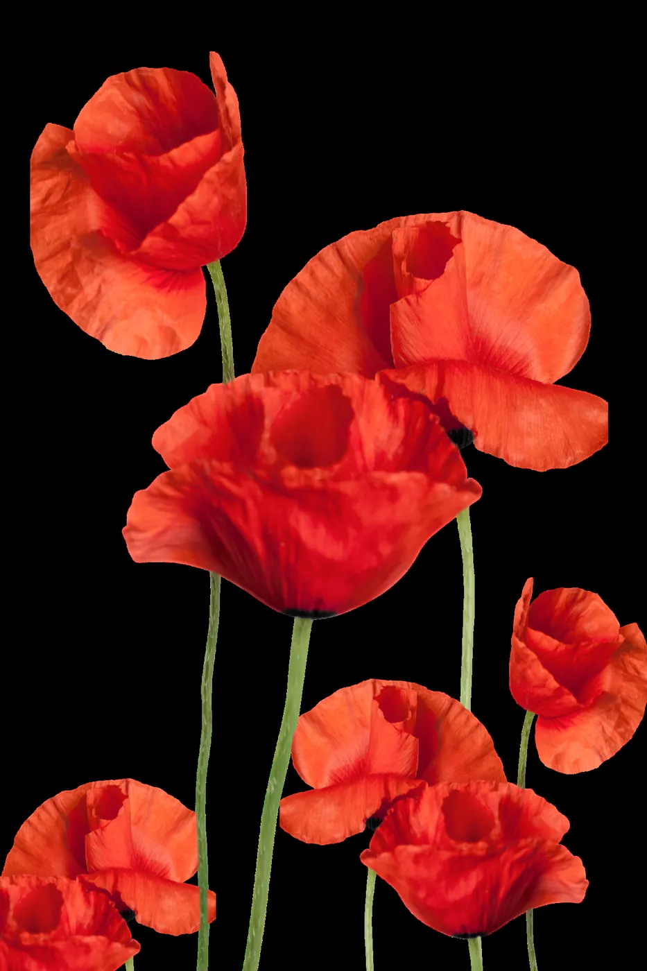 Mohnblüten